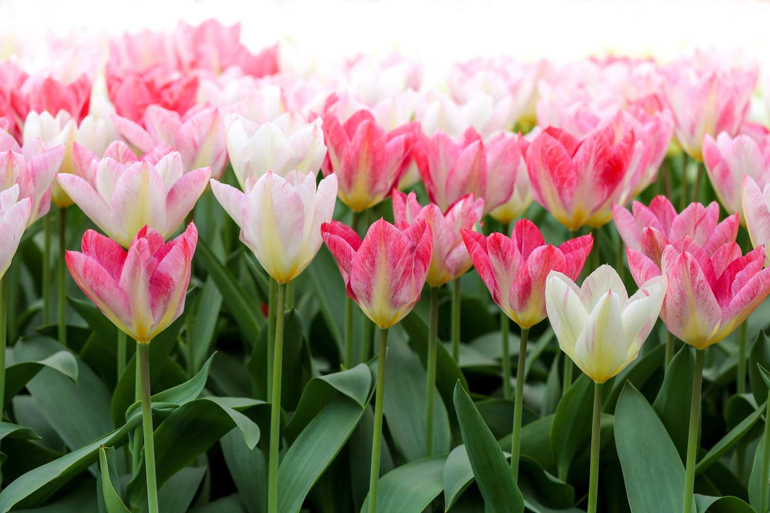 Tulpe 'Flaming Purissima' - Tulipaner